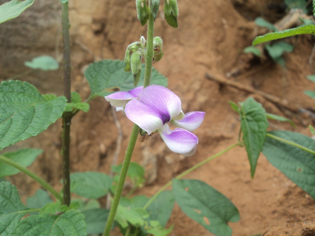 Neustanthus phaseoloides (Roxb.) Benth.